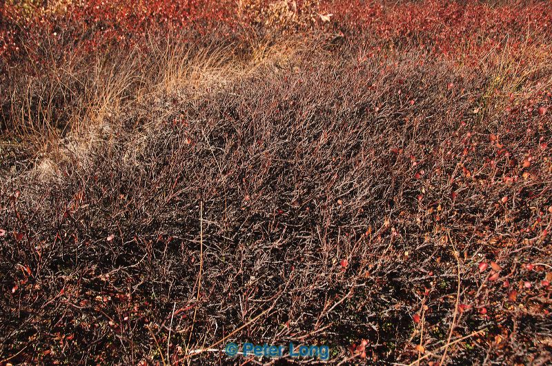 dsc_1130.jpg