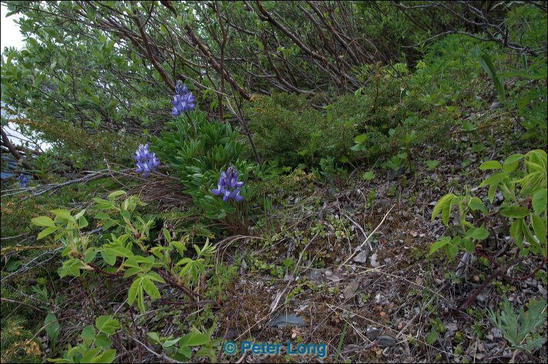 dsc_9733.jpg