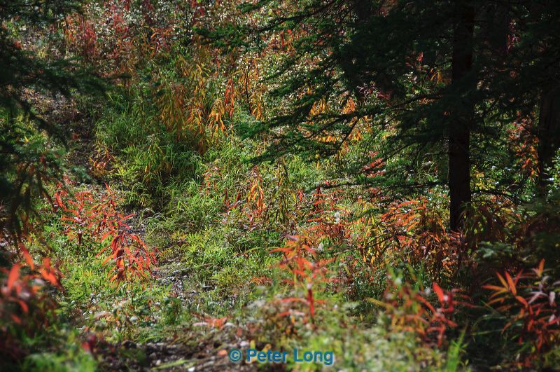 dsc_0725.jpg