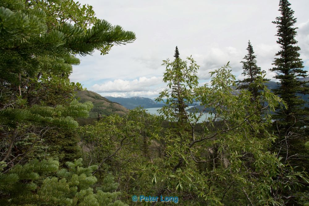 dsc_6007.jpg