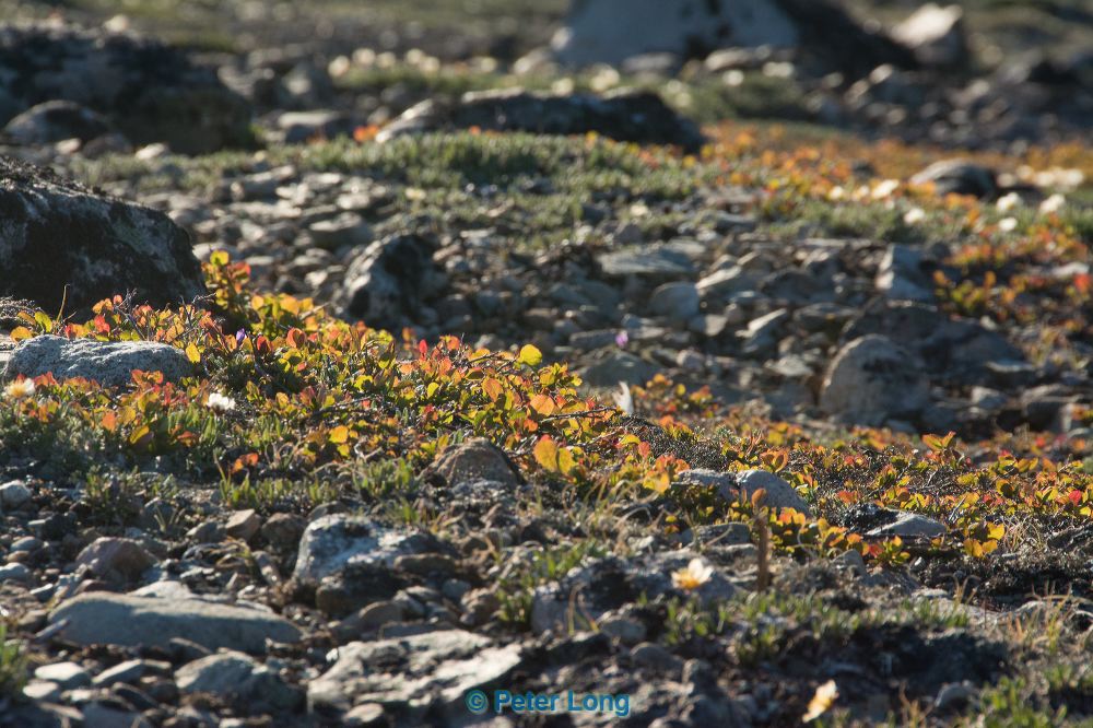 dsc_5052.jpg