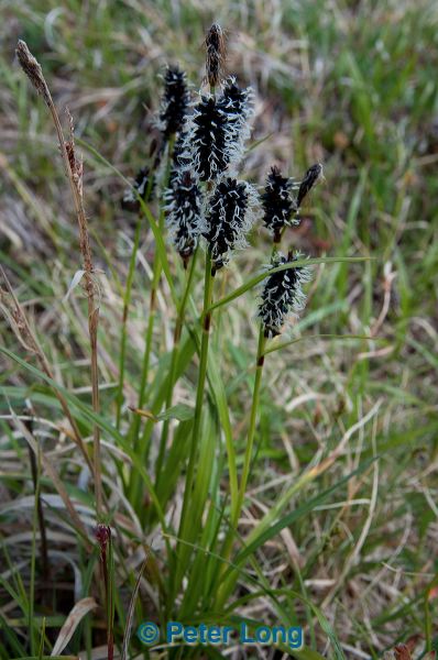 dsc_1715.jpg