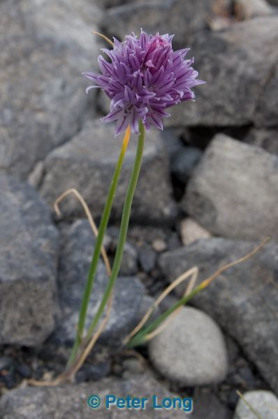 dsc_2177.jpg