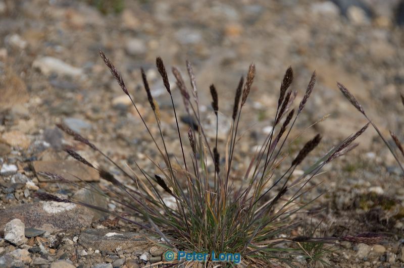 dsc_4648.jpg