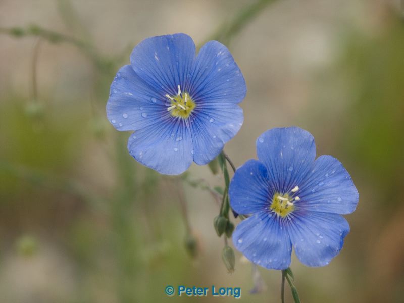 Flowers In Whitehorse Yukon Best Flower Site