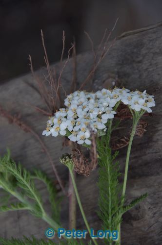 dsc_3914.jpg