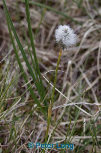 dsc_4321.jpg