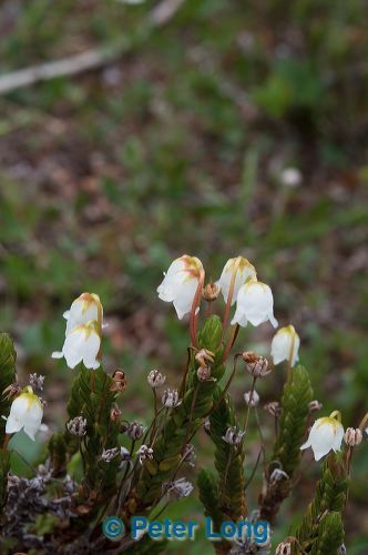 dsc_4401.jpg