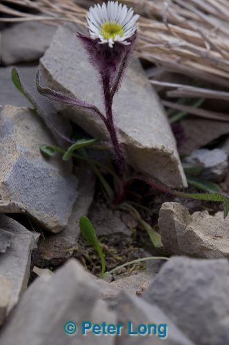 dsc_4475.jpg