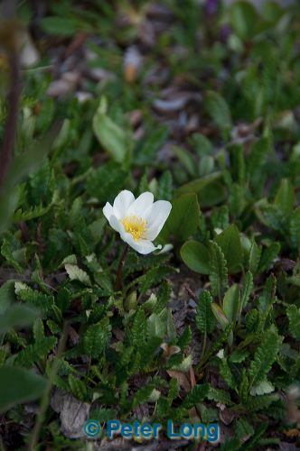 dsc_4528.jpg