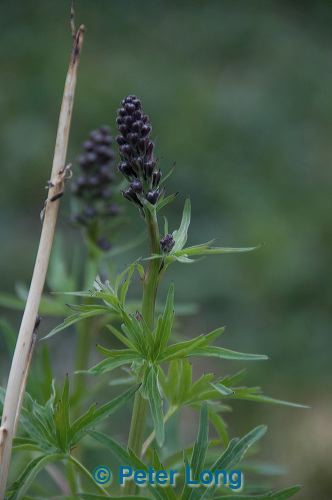 dsc_4777.jpg