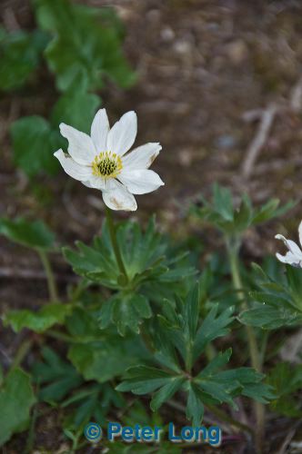 dsc_4878.jpg