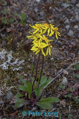 dsc_5695.jpg
