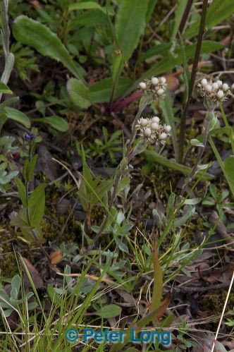 dsc_5701.jpg