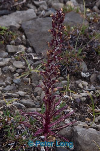 dsc_5977.jpg
