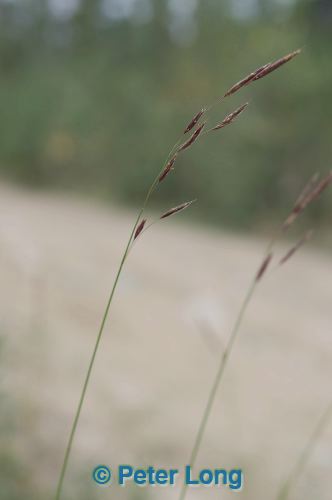 dsc_7386.jpg