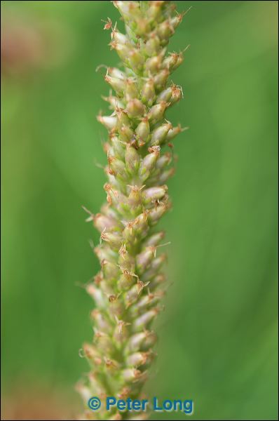 dsc_7424.jpg