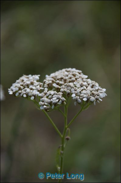 dsc_7876.jpg