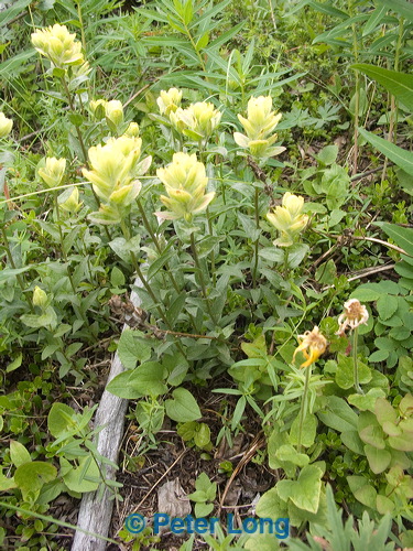 pict8153.jpg