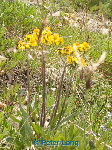 pict8219.jpg