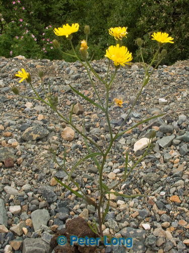 pict8293.jpg