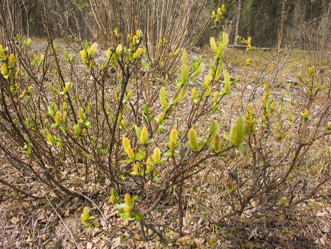 0031504_p1386.jpg