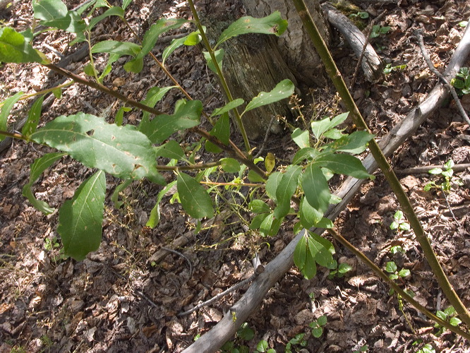 0034561_p5594.jpg