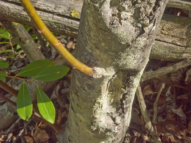 0034566_p5601.jpg