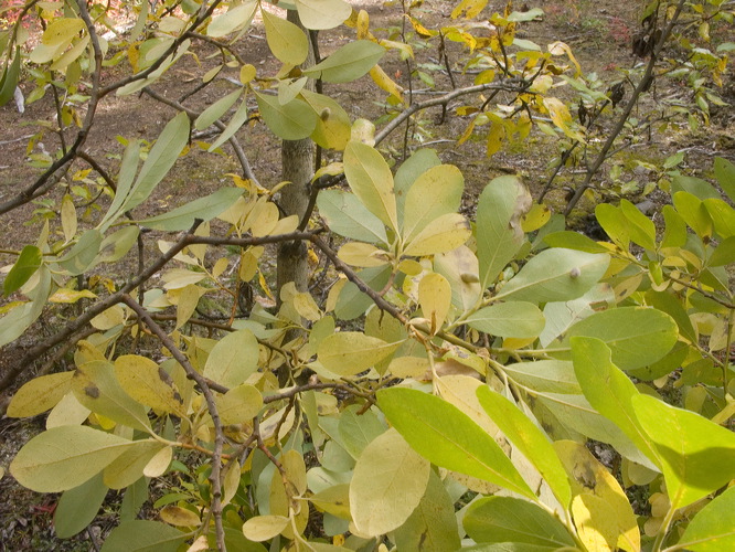 0035591_p6660.jpg