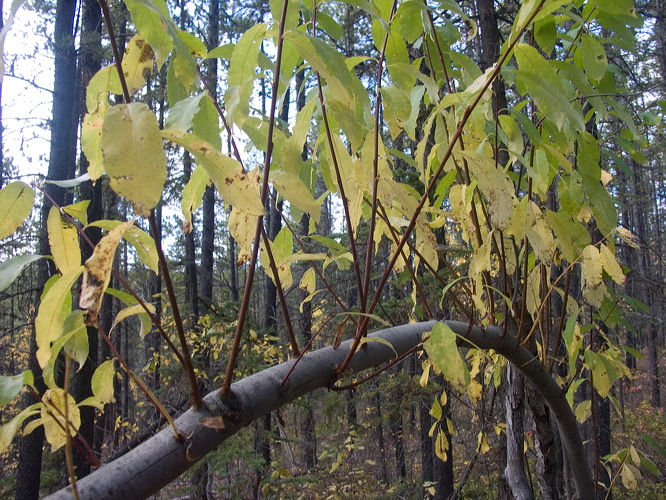 0036315_p7496.jpg