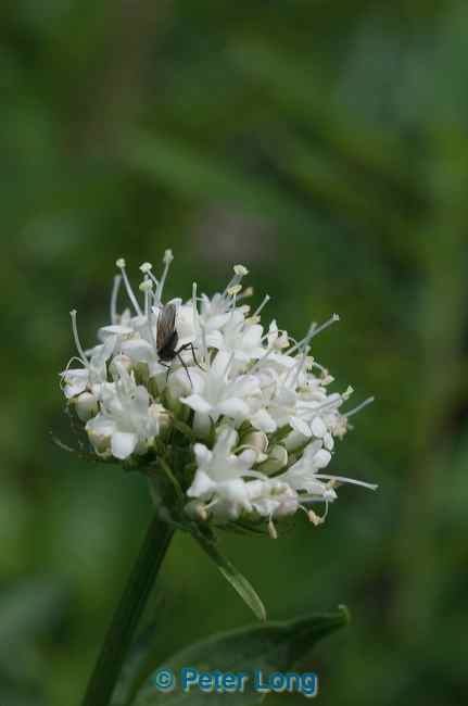 dsc_3526.jpg