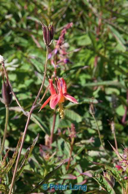 dsc_5046.jpg