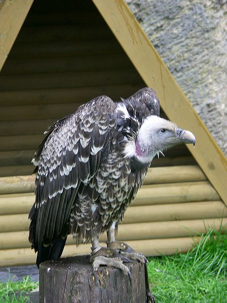 pict6270.jpg