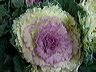 pict7429