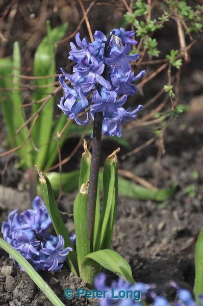 dsc_4093.jpg
