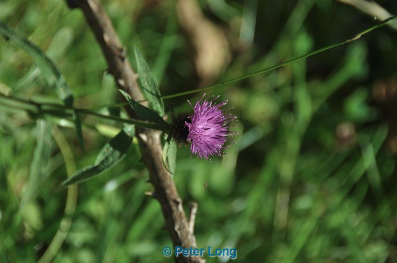 dsc_9996.jpg