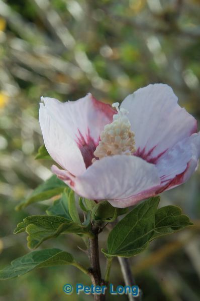 dsc_2817.jpg