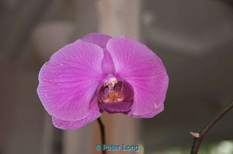 dsc_0578.jpg