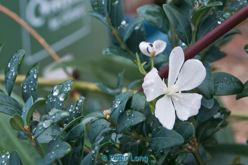 dsc_1731.jpg