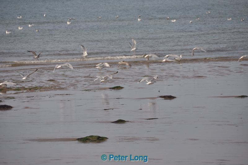 dsc_0676.jpg