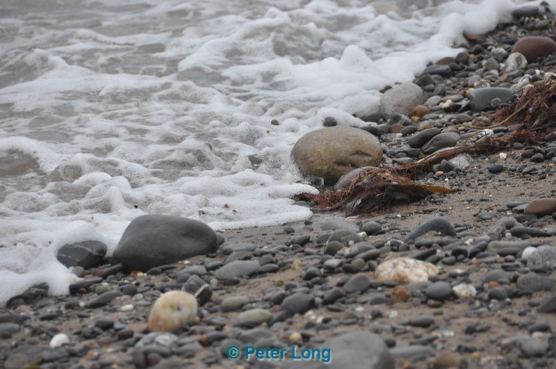 dsc_0775.jpg