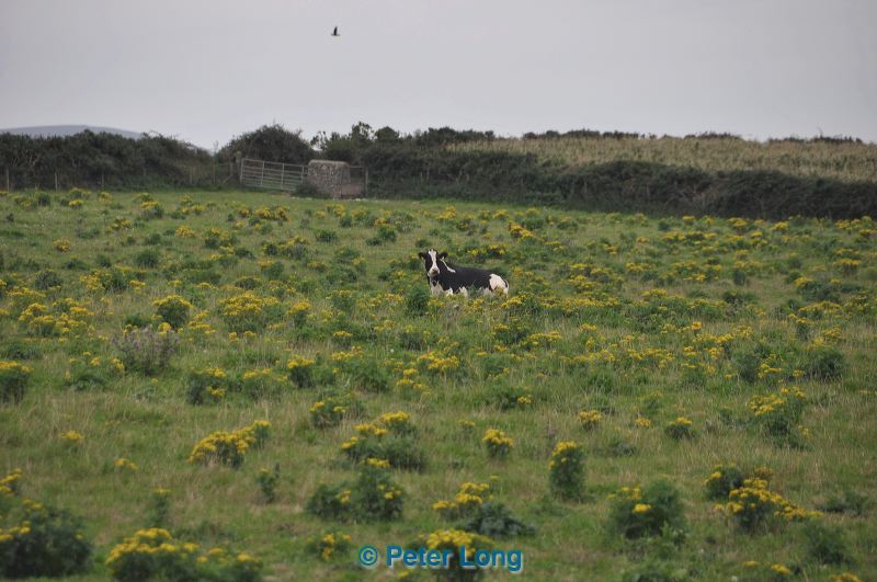 dsc_0809.jpg