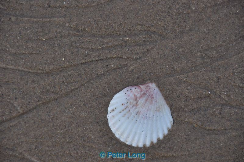 dsc_0948.jpg