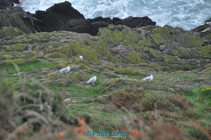 dsc_1471.jpg