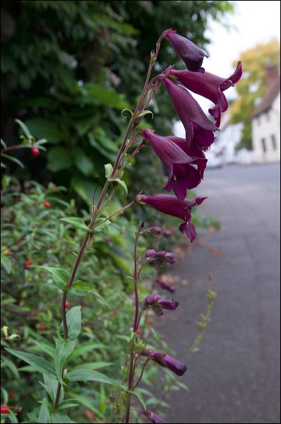 dsc_1436.jpg