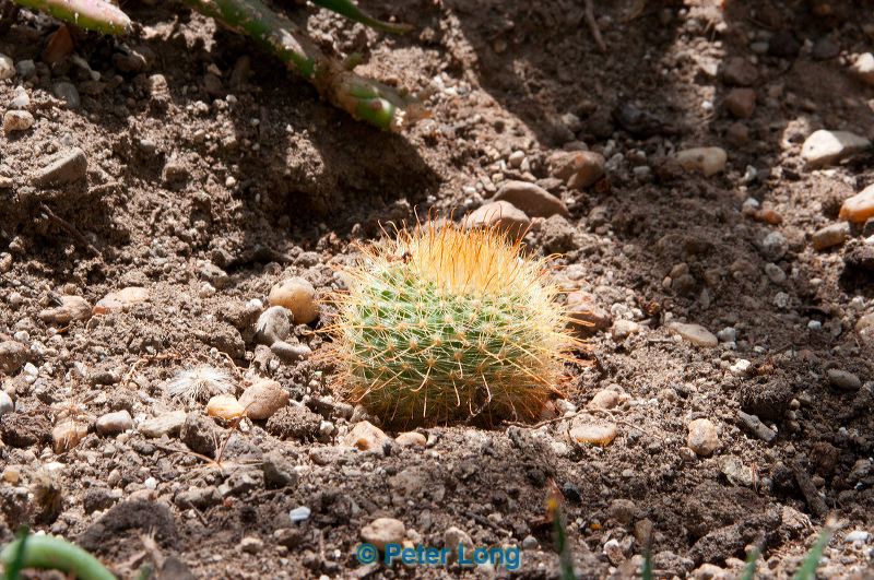 dsc_0669.jpg