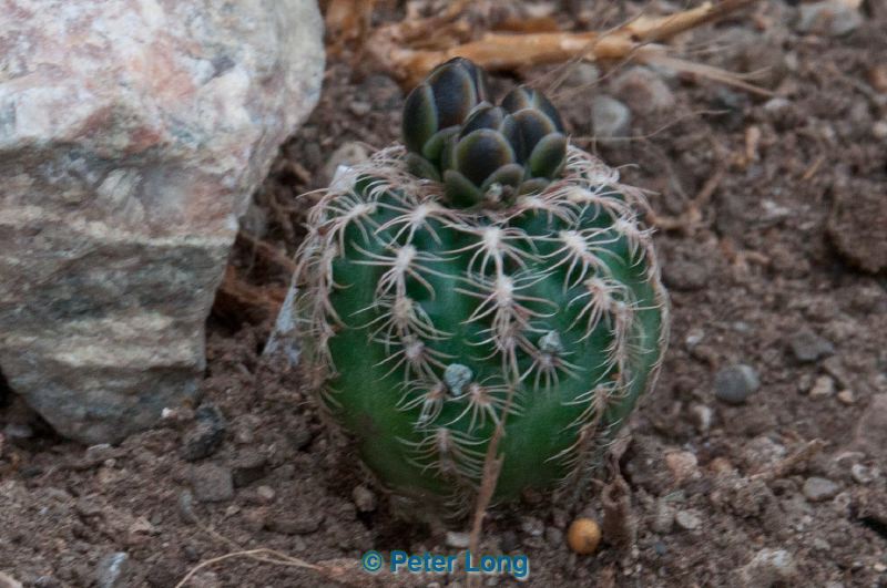 dsc_1568.jpg