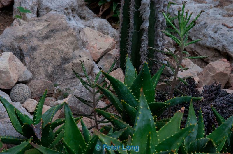 dsc_3557.jpg