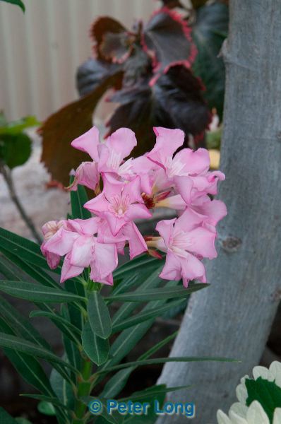 dsc_3513.jpg