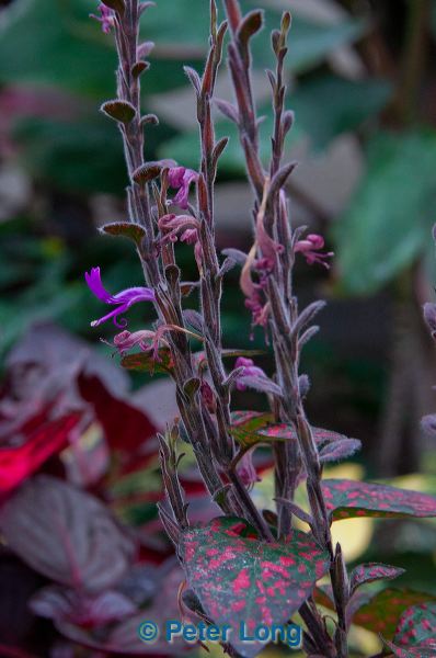 dsc_8135.jpg